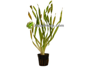 Akvaariokasvi kierteisvallisneria.